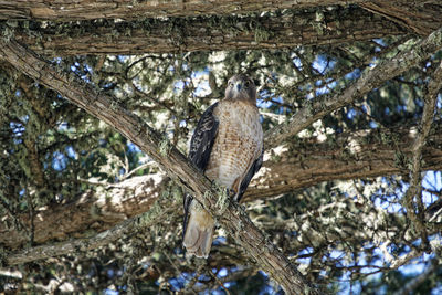 Low angle view of bird on tree