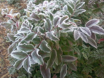 Close-up of snow on plant during winter