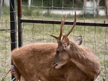 Deer in a zoo