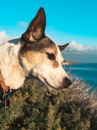 Dog portrait of a jack russell terrier outdoors with ocean in distance