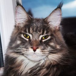 Close-up portrait of maine coon cat against window