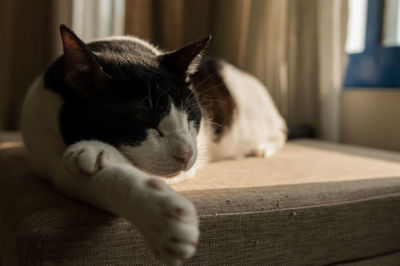 Close-up of a cat sleeping at home