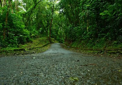 Road amidst trees