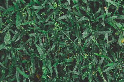 Full frame shot of fresh green plants on field