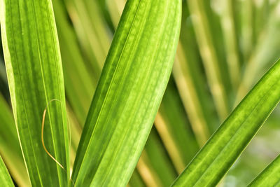 Close-up of fresh green leaf