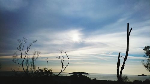 Silhouette plants against sky during sunset