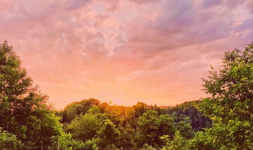 Trees against sky at sunset