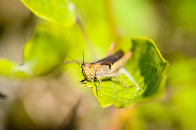 Grasshopper sitting on a leaf, green background. selective focus.
