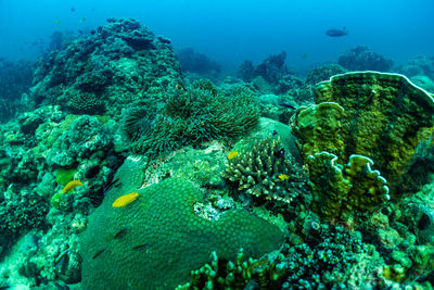 Fish swimming in sea