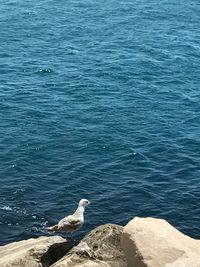High angle view of seagull perching on rock by sea