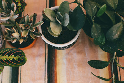 Close-up of potted plant