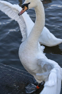 Swan swimming in lake