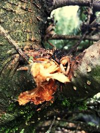 Close-up of crab on tree