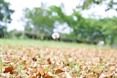 Close-up of white flowering plant on field