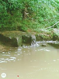 Scenic view of river flowing in forest