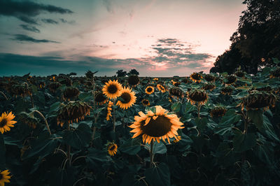 Close-up of sunflower on field against sky during sunset