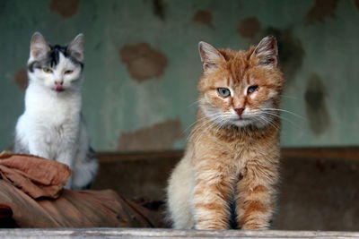 Portrait of cat sitting