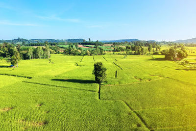 Scenic view of agricultural field against sky