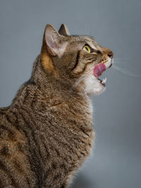 Close-up of a cat looking away
