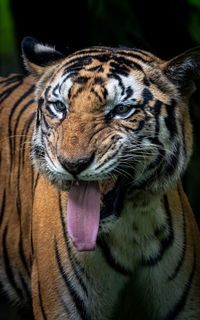 Close-up of a cat