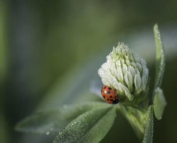 Close-up of ladybug on plant