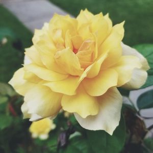 Close-up of yellow flower blooming outdoors