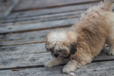 Dog lying down on footpath