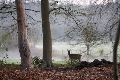 Trees and leaves in forest