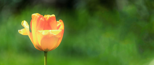 Close-up of yellow tulip blooming outdoors