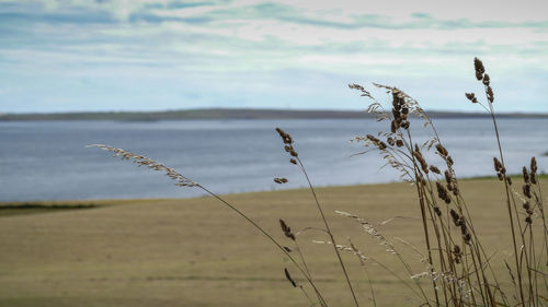 Close-up of stalks on land against sky