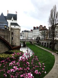 Flowering plants by river and buildings against sky