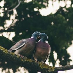 Birds perching on tree, love, love is in the air, nature, birds, pigeon, duo, green