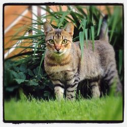 Close-up portrait of cat