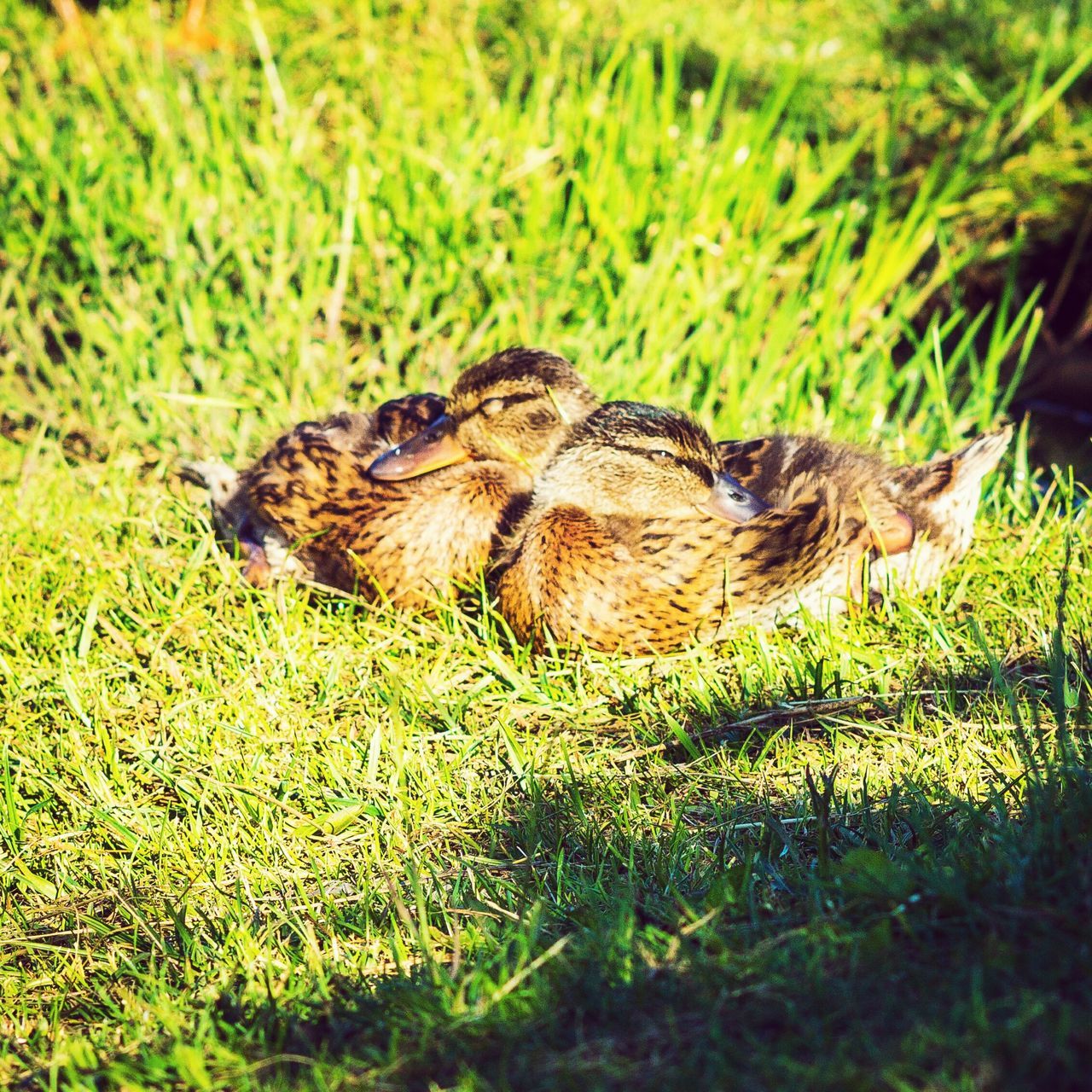 animal themes, grass, one animal, animals in the wild, wildlife, field, grassy, green color, nature, mammal, growth, high angle view, day, outdoors, no people, relaxation, close-up, plant, focus on foreground, selective focus