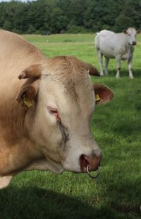 Cows in a field