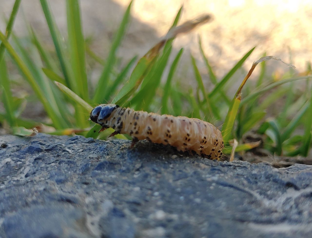 one animal, animal themes, animal, animal wildlife, animals in the wild, nature, selective focus, close-up, day, invertebrate, no people, plant, caterpillar, insect, outdoors, solid, growth, grass, rock, vertebrate, surface level