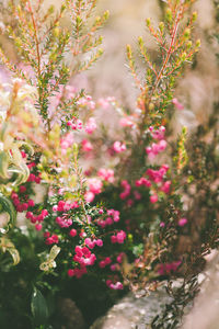 Close-up of pink flowers