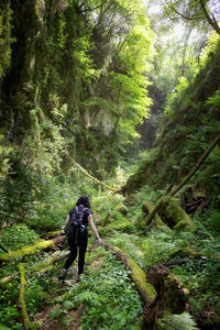 Rear view of woman walking in forest