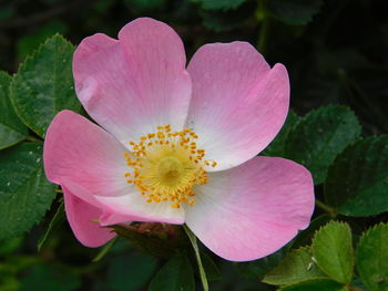 Close-up of pink flower