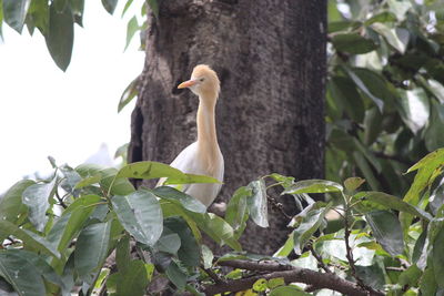 Bird perching on a tree