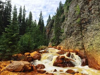 River flowing through forest