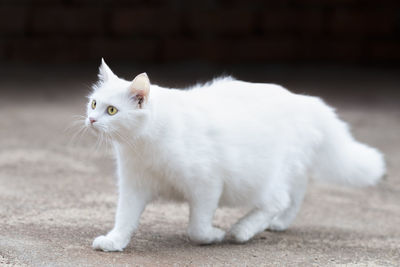 Portrait of white cat