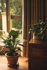 Potted plants on window sill at home