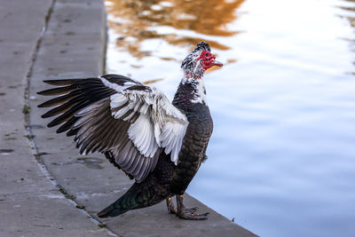 Close-up of bird