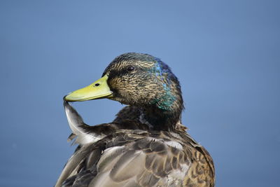 Close-up of a bird against clear blue sky