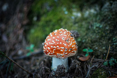 Close-up of fly agaric mushroom on field