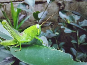 Close-up of insect on leaf