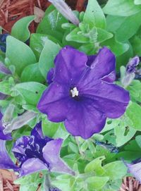 Close-up of purple flowers