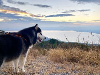 View of a dog looking away on field