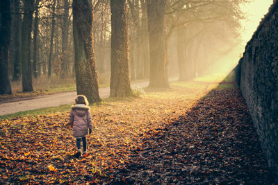 Rear view of girl walking on autumn leaves in forest